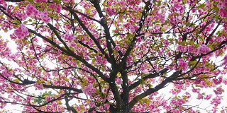 樱桃树上飘落的花瓣，慢镜头