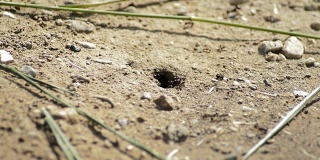 蚁丘的入口，蚂蚁来来去去