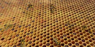 黄蜂在蜂巢里盘旋，循环动画