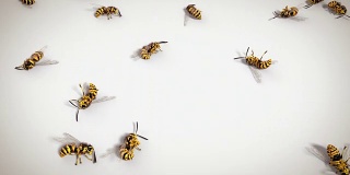 死黄蜂白色背景，循环动画