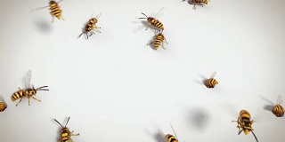 黄蜂在白色背景，循环动画
