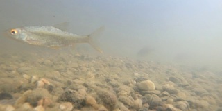 在泥泞的湖水中游泳的常见的阴冷的鱼。水下拍摄。