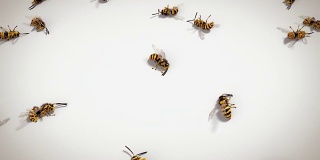死黄蜂白色背景，循环动画