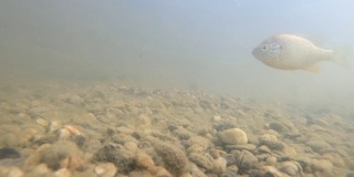 翻车鱼在浑浊的湖水中吃蝌蚪。水下拍摄。