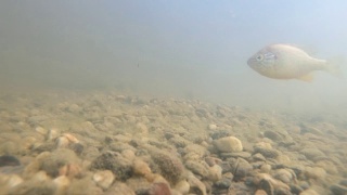 翻车鱼在浑浊的湖水中吃蝌蚪。水下拍摄。视频素材模板下载