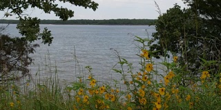 湖景与花
