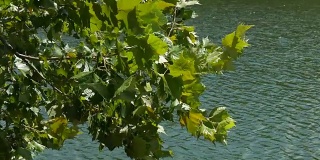 绿叶在风中轻轻摇曳，湖水在背景中流动
