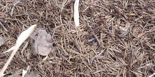有大型灰色蚂蚁的松针巢
