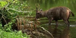 湖里的鹿，自然界的野生动物，慢动作