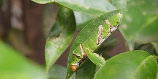 一条绿色的毛毛虫紧紧地爬在一片柑橘树叶上