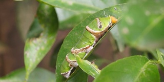一条绿色的毛毛虫紧紧地爬在一片柑橘树叶上