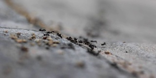 蚂蚁走接近。