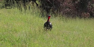 野生火鸡——加利福尼亚
