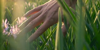 用手触摸阳光下的小草