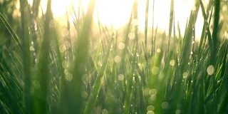 水落在绿色的草地上