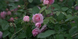 玫瑰在春雨中绽放