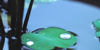 水滴在绿色荷叶上。