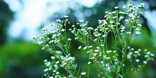 草花以绿色自然的散景为背景。