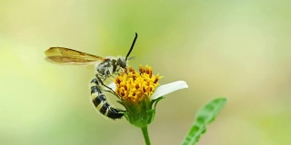 蜜蜂以花为食。