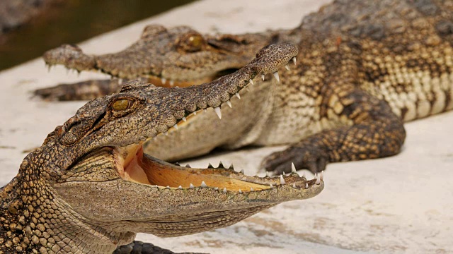 Crocodile opened its mouth on the farm.