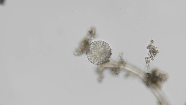显微镜下微生物的幼虫，胚胎