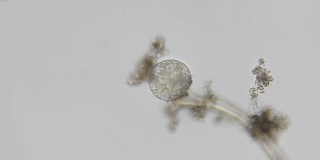 显微镜下微生物的幼虫，胚胎