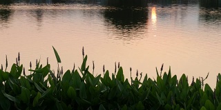 日落时湖边绿色植物的剪影