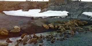 新地球韦加奇岛北冰洋海岸上的海象。