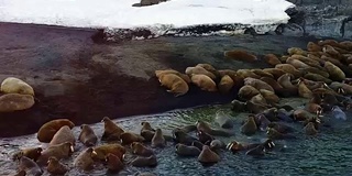 新地球上的海象在海岸和北冰洋水域的航空视图。