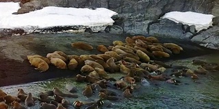 新地球上的海象在海岸和北冰洋水域的航空视图。