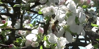 在苹果树上工作的蜜蜂在春天开花