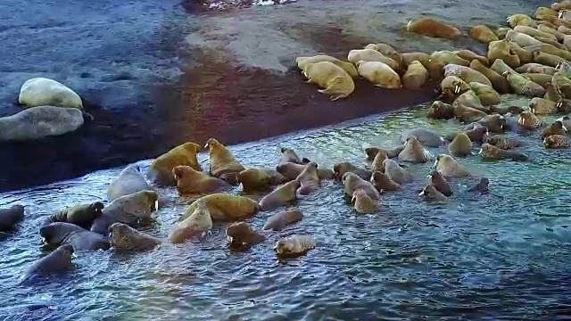 新地球俄罗斯北部北冰洋海岸上的海象。