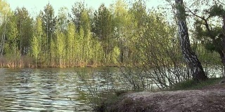 河岸上有白桦树