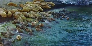 北冰洋海岸上的海象在“新地球”上独特的视频鸟瞰画面。