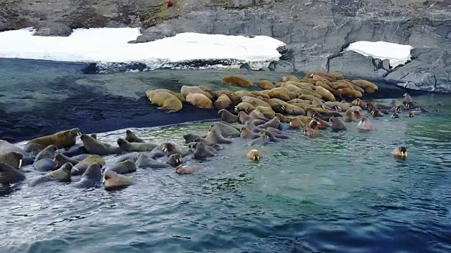 新地球韦加奇岛，北冰洋海域的海象在直升机的空中拍摄。