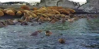 海象在沙漠海岸的背景北冰洋航空视图在新地球。