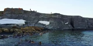 海象和环保人士在北冰洋海岸的直升机鸟瞰图。