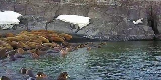 海象在沙漠海岸的背景北冰洋航空视图在新地球。