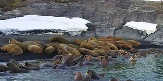 海象在沙漠海岸的背景北冰洋航空视图在新地球。