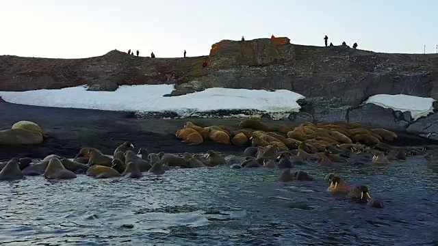 海象的背景荒野北冰洋航空视图在新地球。