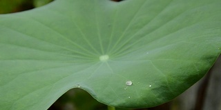 雨滴落在荷叶上