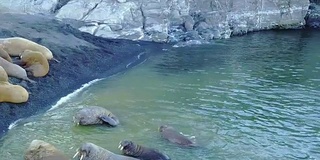 一群海象在海岸和北冰洋水域的新地球航空视图。