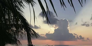 以天空和印度洋为背景的棕榈树。马尔代夫的视频