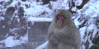 4k:温泉里的雪猴