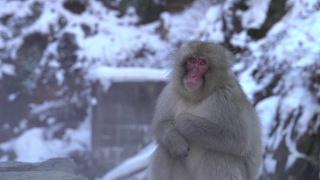 4k:温泉里的雪猴视频素材模板下载