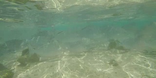 热带鱼在水下游泳