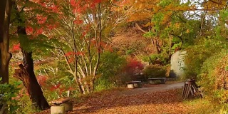 枫树公园。秋景刮风日。