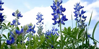 来自德克萨斯州奥斯汀的Bluebonnets