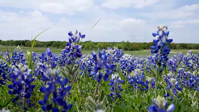 来自德克萨斯州奥斯汀的Bluebonnets