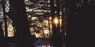 日出日落穿过树枝在冬天。雪林，阳光4k